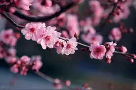 加代陪勇哥旅游（5）：苏燕补刀，加代欲擒故纵图片