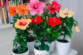 奶奶对我说“花草三不送，送了变仇人”！送花有“讲究”，别随意图片