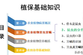 第二章、农业植物害虫害螨 第2节：昆虫的分类 3半翅目图片