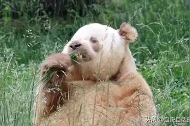 熊猫：真实存在的上古恐惧，为什么只有人类觉得大熊猫很可爱？图片