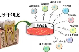 牙齿再生技术怎么样？专家提醒：生物再生牙与原生牙相比......图片