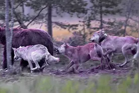 杀子之仇不共戴天！5只狼追杀1头棕熊3公里，上演七擒七纵图片