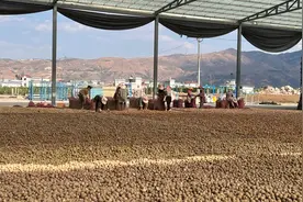 云南独头蒜拼多多热销，线下不识货，线上当成宝图片