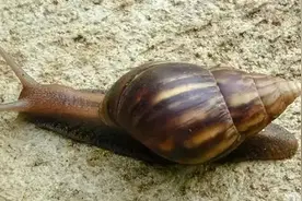 下雨后在路边看到这种动物，千万别碰！立刻弄死！图片