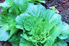 种植白萝卜、白菜、甘蓝，我喷了小苏打，杀虫效果很棒图片