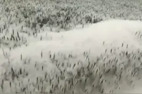 许昌清理日本杨棉树，揭秘我国早期引进日本杨树原因图片