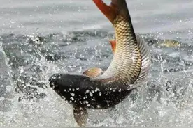 黄河钓获百斤大鲤鱼，这么大的鱼生活在哪里？究竟能长多大？图片