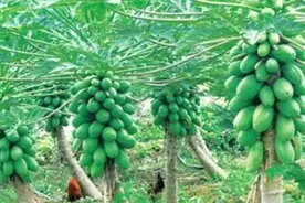 水果木瓜与中药木瓜图片