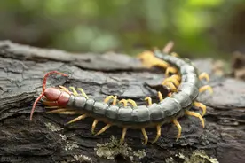 发现一只蜈蚣说明家里有多少蜈蚣？发现一只蜈蚣就代表有一窝吗？图片