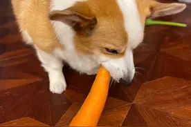 狗狗有“泪痕”吃什么？可以试试这8种食物图片