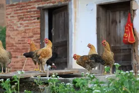 曾经受人追捧的“土鸡热”，为何遇冷了？养土鸡还能赚钱吗图片