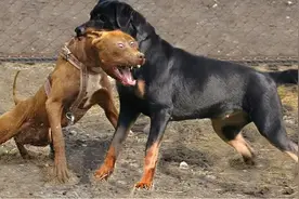 这几种狗，已经是禁养狗了，别傻傻不知道图片