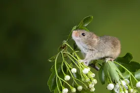 家中常有老鼠出没，掌握以下技巧，就能够快速消灭它们图片