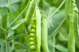 小豌豆，大谜题丨豌豆基因组高质量精细物理图谱成功绘制图片