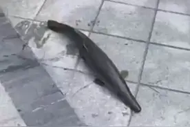 男孩在小区玩水，手被近1米长怪鱼咬得鲜血淋漓！为外来入侵物种，卵还有毒！它是哪里来的？图片