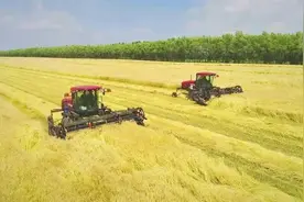 八零后割麦子的记忆图片