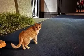 疫情快结束，他摔死网红猫：警惕“我不好也不让你好过”扯后腿图片