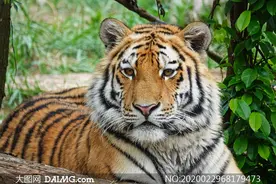 老虎的渴望（三年级的娃现场比赛作文）图片