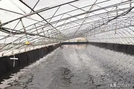 鱼池液面栽植技术研究图片