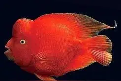 告诉您一个秘密：鱼缸里的鱼大多都是饿死的图片