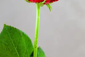 加代和杜成澳门之行：与众不同（2）图片