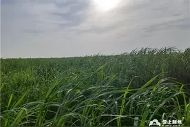 春风又绿荆江岸｜“包袱”变回“财富”石首芦苇之变图片