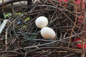 斑鸠不会筑巢？野生斑鸠在我国随处可见，为何很少看到斑鸠巢穴？图片