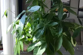 发财树养不好？持续5个“动作”，根系一年长满盆，叶片四季油绿图片