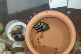 迷你鹦鹉鱼，繁殖界的扛把子图片