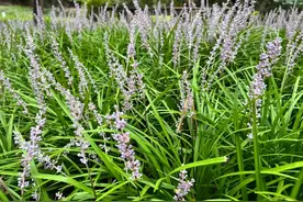 原来它就是麦冬，叶子像韭菜，地下根茎煲汤喝，对身体有好处图片