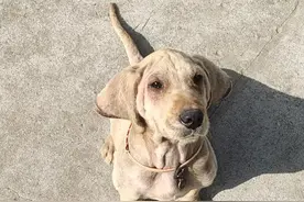 金毛的皮肤病怎么治？图片