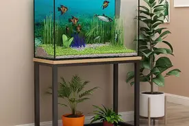 诡异事件 一夜之间消失的鱼缸之水图片