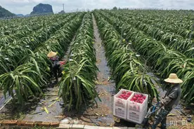 「乡村振兴看广西」广西扶绥：火龙果成“财富果”村民过上红火日子图片