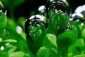 妙不可言的顺腹式呼吸法图片