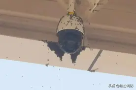 消防忙“蜂”季！蓝朋友化身“追蜂少年”图片