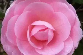 变了心的人，再爱、也讨不到好图片