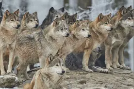 俄罗斯有几十万头野狼肆虐，屠狼大战一触即发，正在朝我国逼近？图片