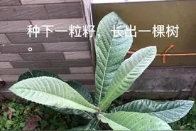 枇杷籽已变成了能结果的枇杷树图片