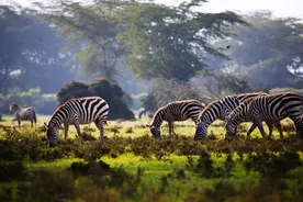 非洲哪几个国家“华人”最多？他们在那里做什么工作或者生意？图片