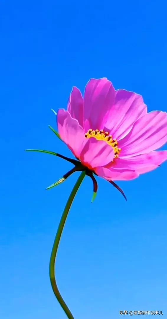 一束鲜花，醉蓝天