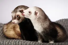 不交配就会死亡？一年发情5、6个月的雪貂，部分要靠绝育保命图片