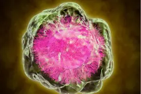 超热门的微管蛋白研究工具推荐图片