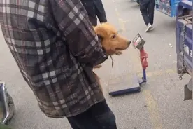 河南：老人从狗肉笼里抱出的金毛，在老人看到钞票后，又进笼子里图片