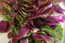 为何晚上不建议吃红苋菜？红苋菜的功效与作用有哪些？图片