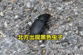 灾害将至的预兆吗？京津冀地区出现不明黑色昆虫，是否对人体有害图片