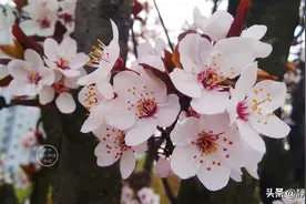 伸手不打笑脸人，你的态度影响了处事的结果图片