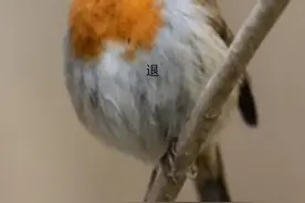 人与动物的9种区别图片