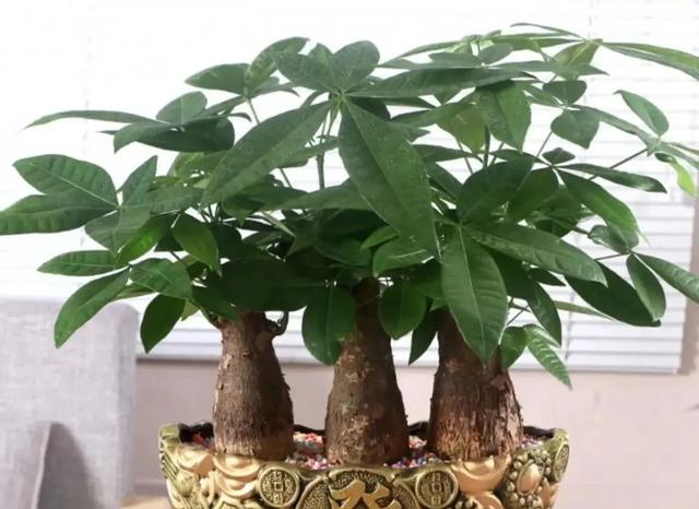 发财树不难养,牢记"3点",一年四季枝叶多,绿油油,财运旺
