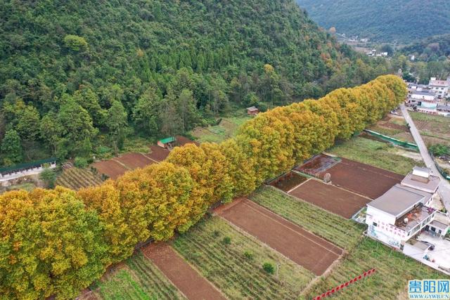 太漂亮啦！贵安新区有三条梧桐大道