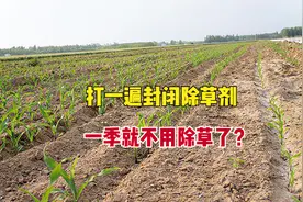 玉米封闭除草剂能一季无草？别轻信“套路”，种植玉米如何除草？图片